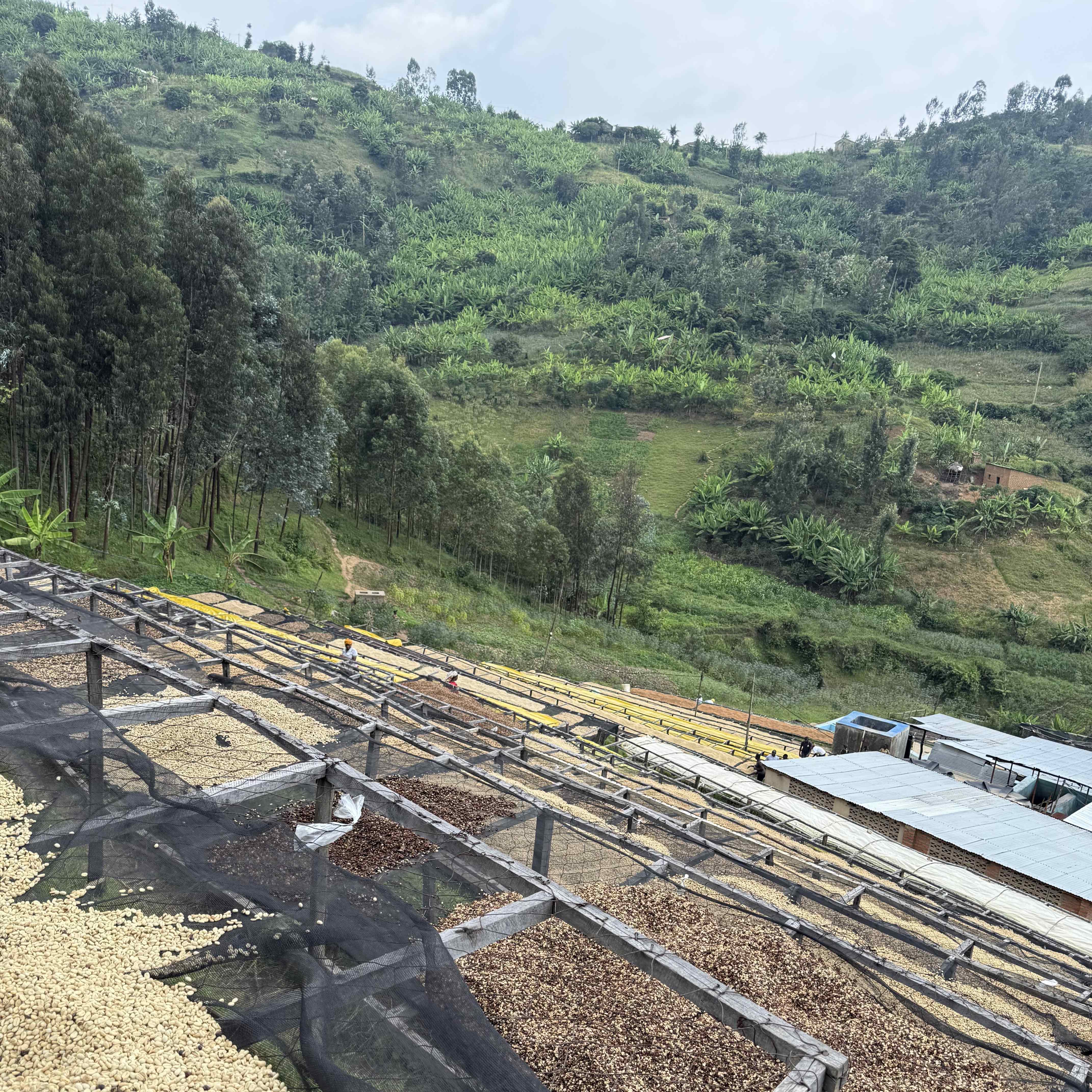 Rwanda Gisheke A1 Washed(24/25年クロップ) | ORIGIN COUNTRIES for